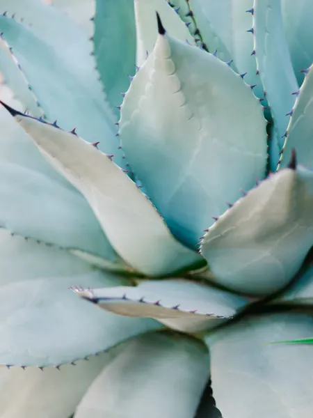 Succulent Green by Raisa Zwart