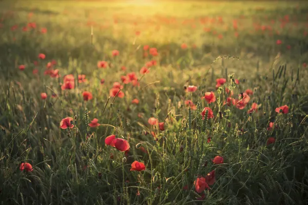 Poppy World III by Stefan Hefele
