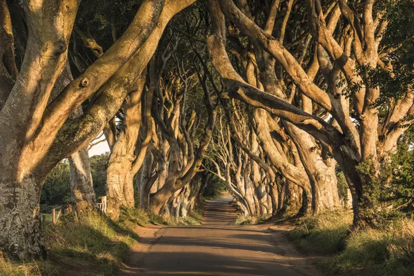 The Avenue by Stefan Hefele