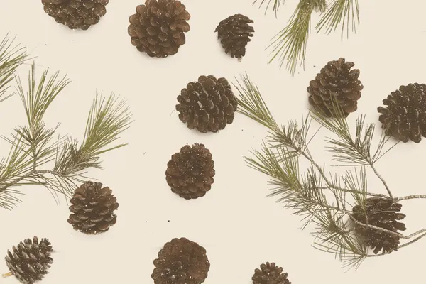 Snowy Pine Cones by Florent Bodart