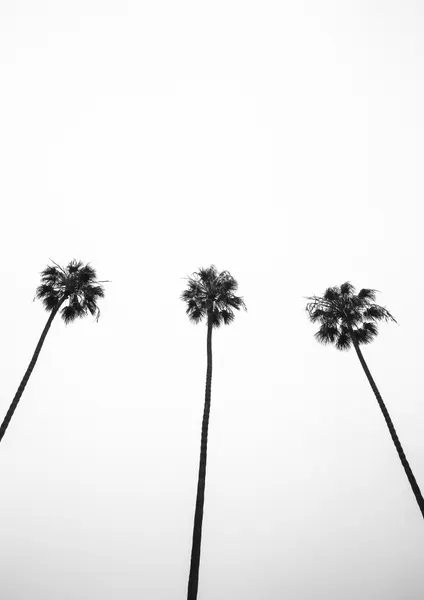 Skyward Palms Trio by Shot by Clint