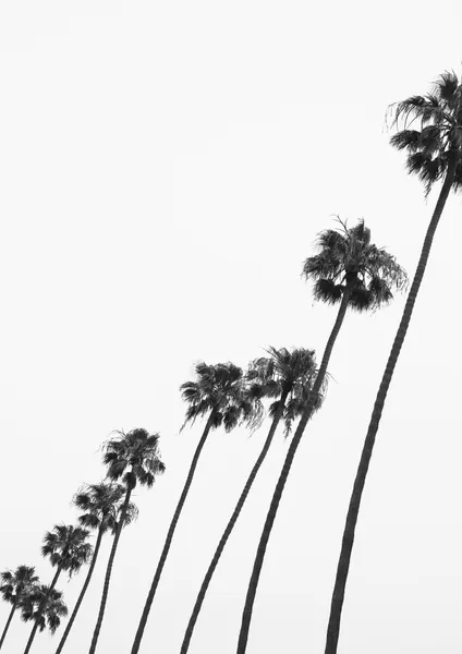 Tall Palm Parade by Shot by Clint