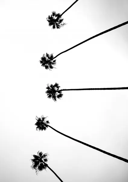 Skyward Palms by Shot by Clint
