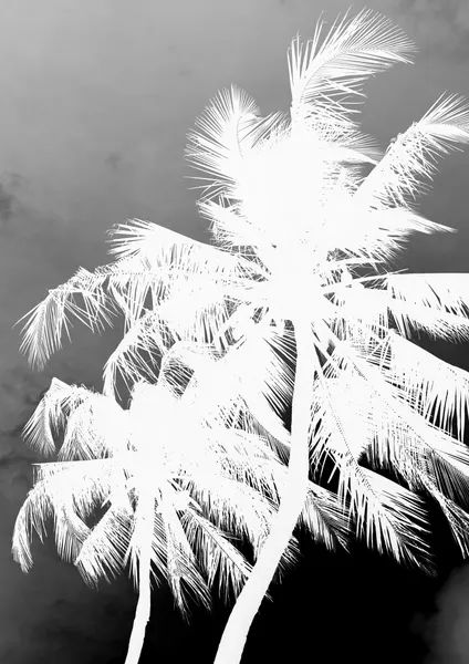 Inverted Palms by Shot by Clint