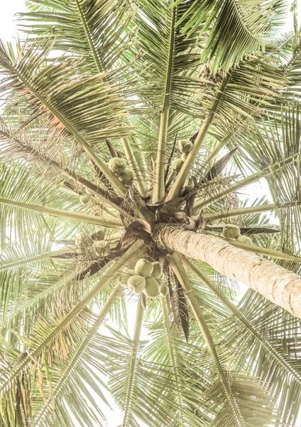 Coconut Canopy by Shot by Clint
