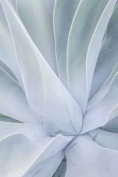 Silvery Succulent by Shot by Clint
