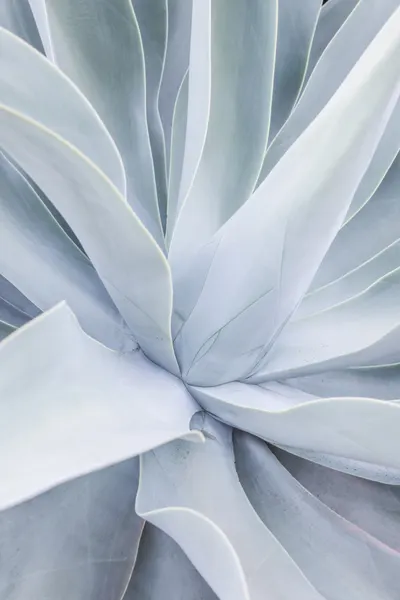 Silver Succulent Swirl by Shot by Clint