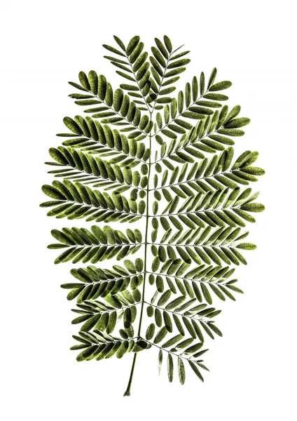 Fern's Symphony by Shot by Clint