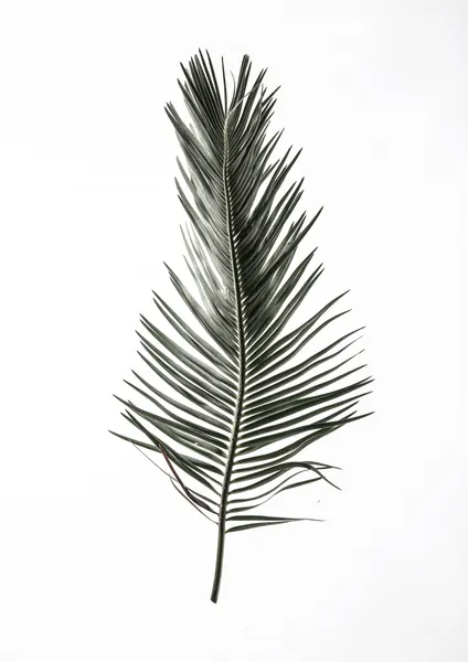 Feathered Frond by Shot by Clint