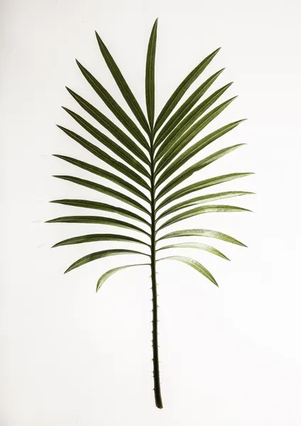Verdant Frond by Shot by Clint