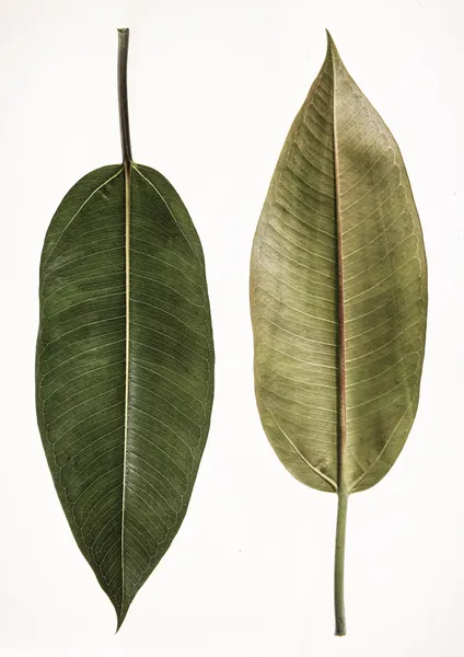 Dual Leaf Elegance by Shot by Clint