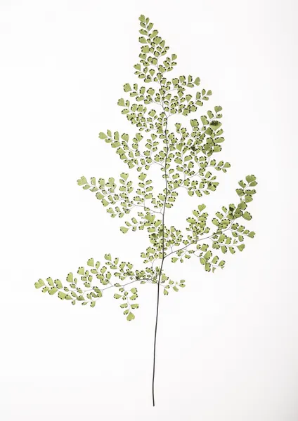 Fern Elegance by Shot by Clint