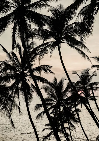 Tropical Twilight by Shot by Clint