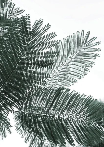 Fern Whispering by Shot by Clint