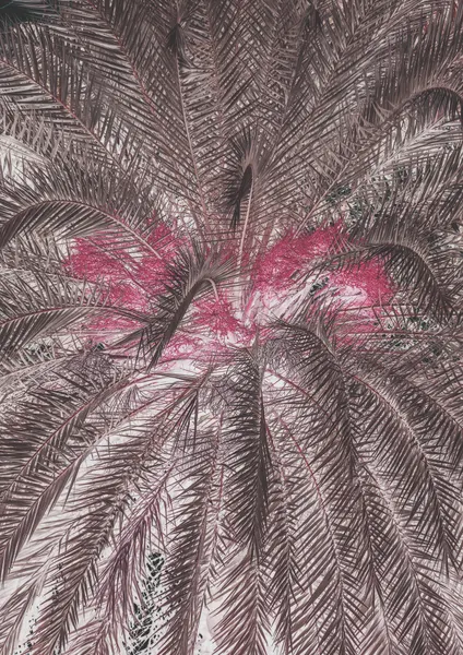 Vivid Portrayal Of Palm Leaves by Shot by Clint