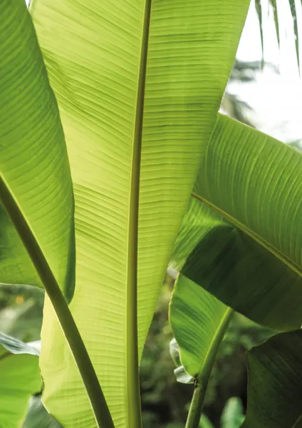 Tropical Banana Leaves by Shot by Clint