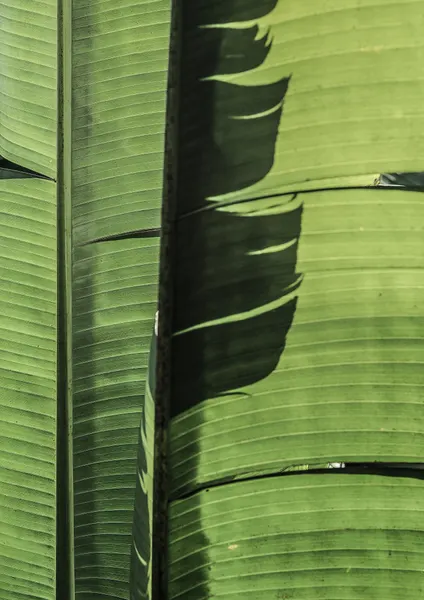 Tropical Banana Leaves by Shot by Clint