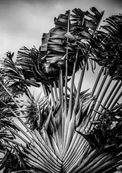 Tropical Dancer by Shot by Clint