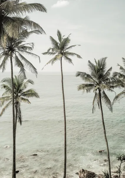 Tropical Dreams by Shot by Clint