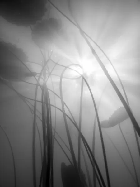 Water Lilly by Shot by Clint