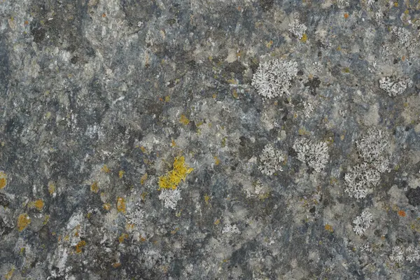 Weathered Stone Lichen by Bilge Paksoylu