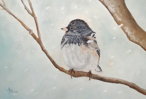 Winter Junco Bird by Angeles M. Pomata