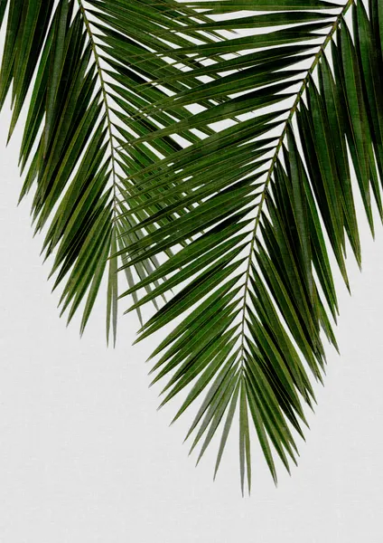 Tropical Palm Leaves by Orara Studio