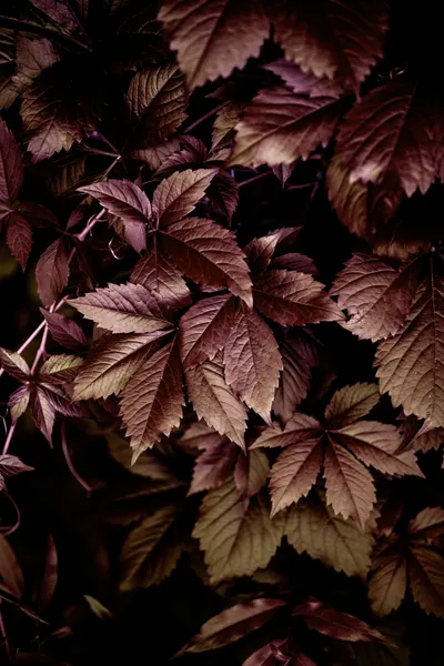 Autumn Leaves 13 by Mareike Böhmer