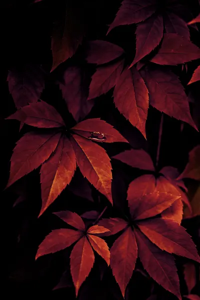 Dark Leaves 7X by Mareike Böhmer