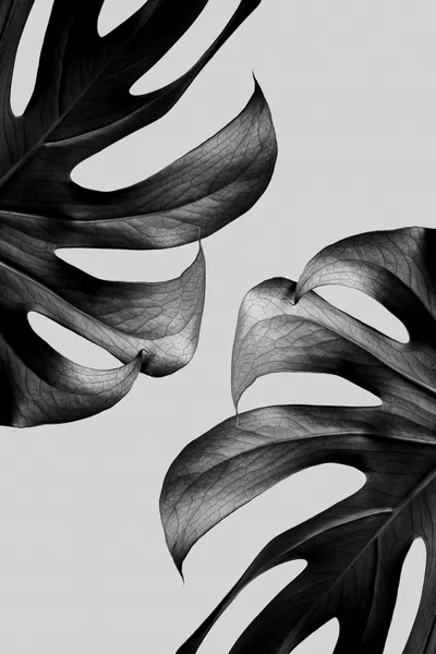 Elegant Monstera Duo by Pictufy Studio III