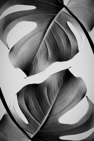 Tropical Monstera Forms by Pictufy Studio III