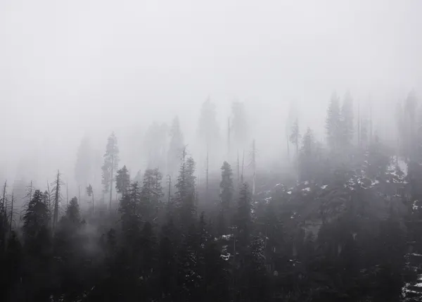 Mysterious Misty Forest by Christian Lindgren