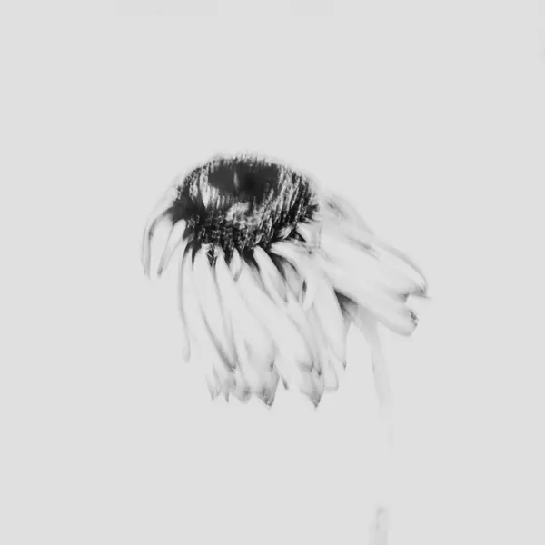 Soft Fading Flower by Imaginative