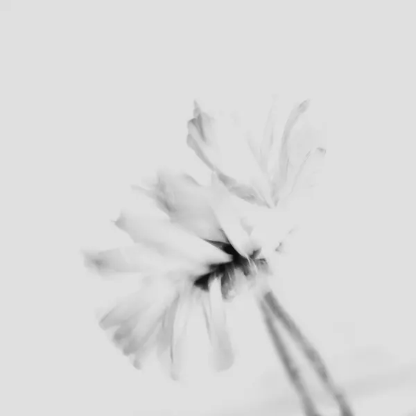 Ethereal White Flower by Imaginative
