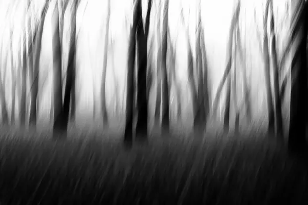 Forest In Motion by Imaginative