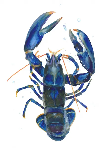 A Blue Lobster by Isabelle Brent