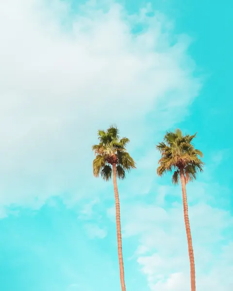 Twin Palms by Tom Windeknecht