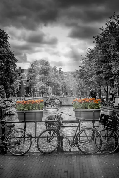 Orange Tulips Amsterdam Canal by Melanie Viola