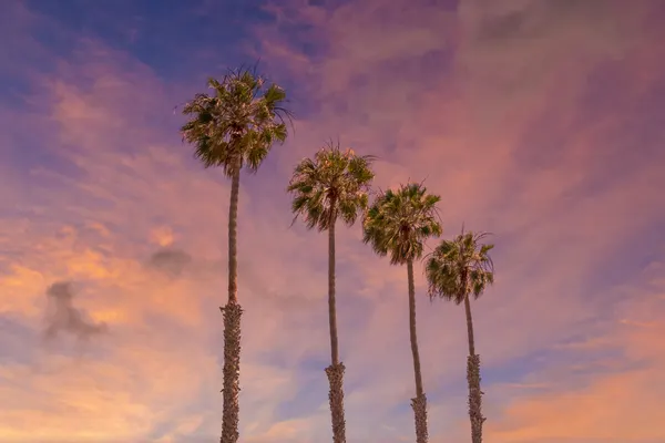 Sunset Palm Trees by Melanie Viola