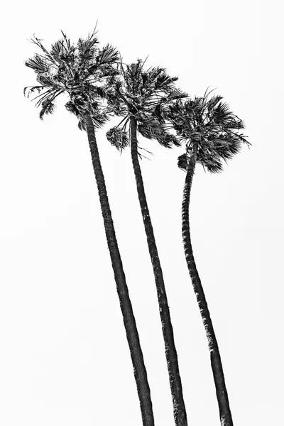 Tropical Palm Trio by Melanie Viola