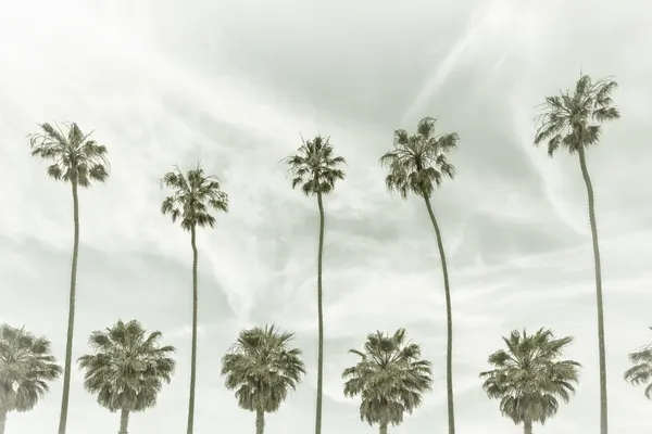 Green Palm Silhouettes by Melanie Viola