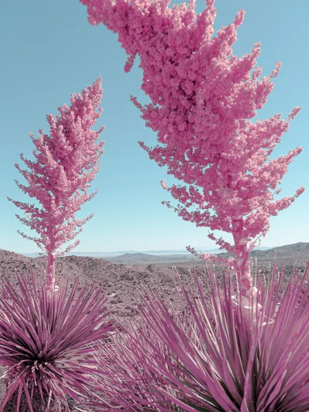 Blooming Pink Yuccas in the Mojave Desert by Tom Windeknecht