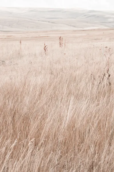 Serene Grassy Field by Photolovers