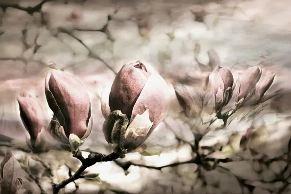Soft Magnolia Buds by Christina Sillen