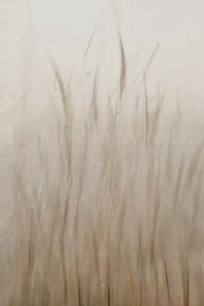 Soft Beige Grass by Christina Sillen