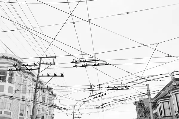 Tangled City Wires by Bethany Young