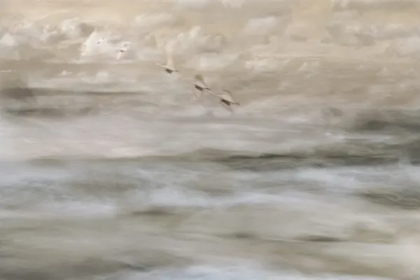 Dreamy Birds Over Water by Christina Sillen