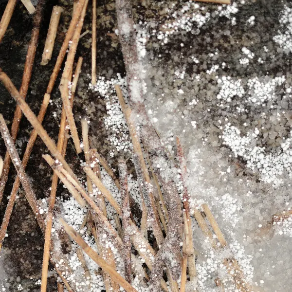 Frosted Pine Needles by Christina Sillen