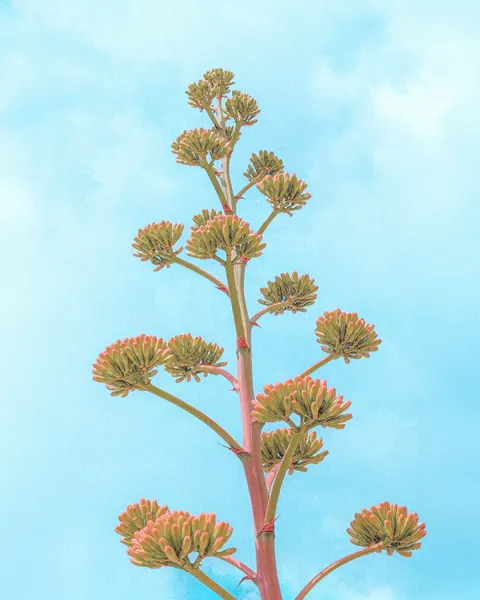 Agave Cactus Century Plant Flower Stalk Bloom by Tom Windeknecht