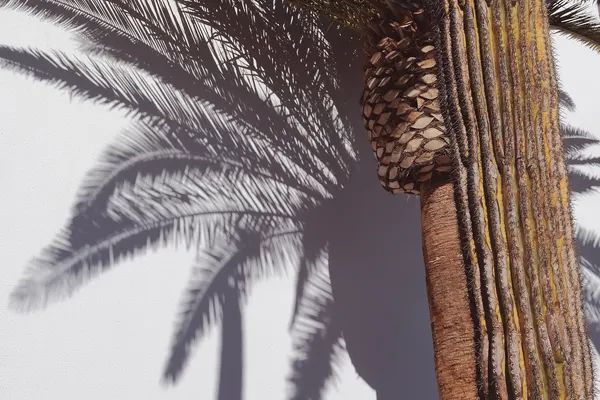 Sunny Palm Shadow by Pictufy Studio III